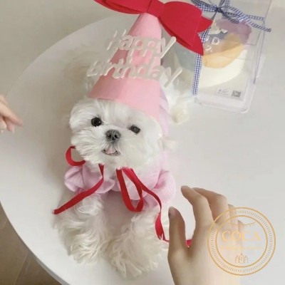 Nón sinh nhật cho thú cưng